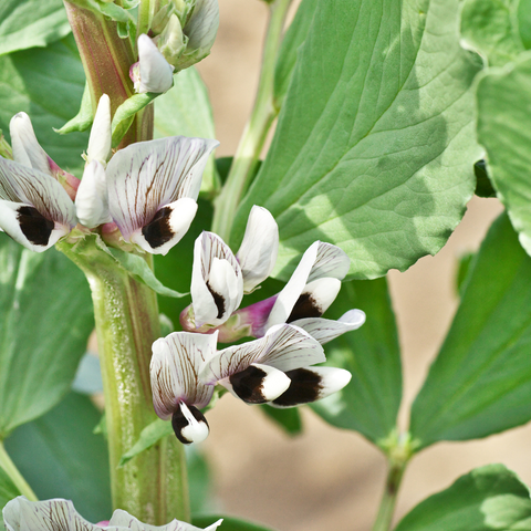 Vegetable Gardening - What to Plant in September - Garden Your Way