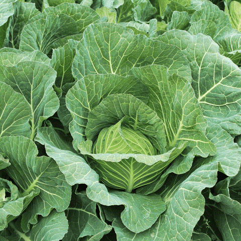 Vegetable Gardening - What to Plant in August - Garden Your Way