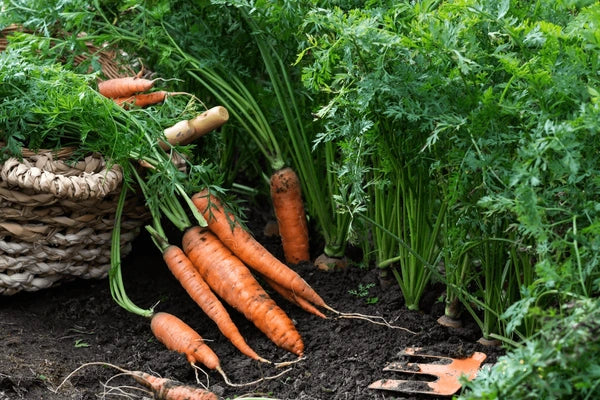 What is the best way to plant carrots? - Garden Your Way