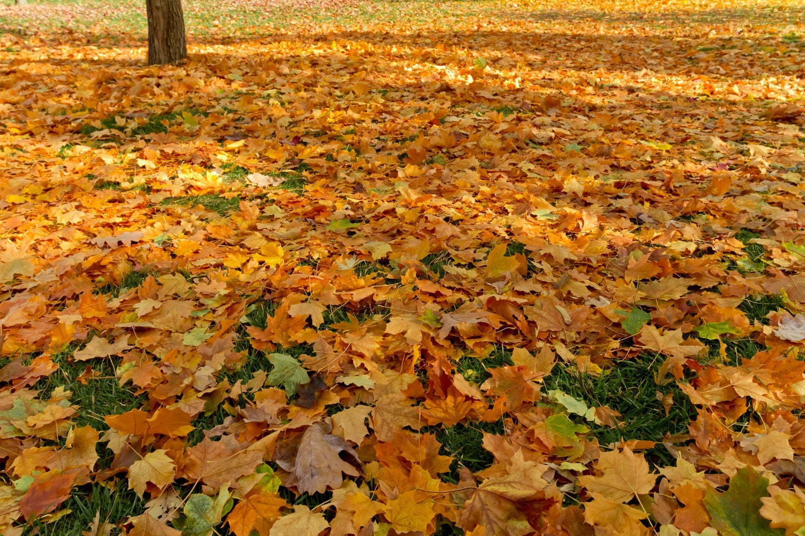 10 Fall Lawn & Garden Must-Do’s