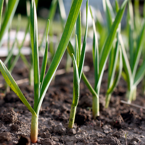 Vegetable Gardening - What to Plant in October - Garden Your Way
