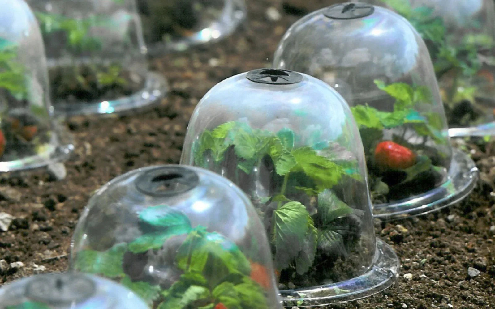 February Planting and To-Do List