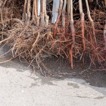 Vegetable Gardening - What to Plant in November - Garden Your Way