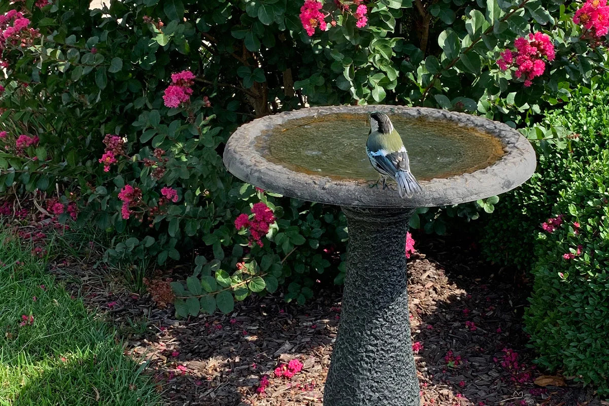 Bird in birdbath in a tranquil garden