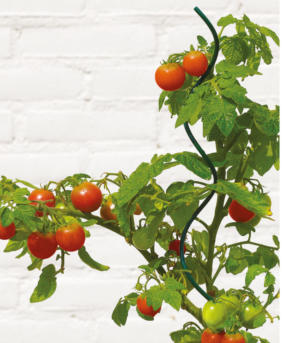 Plant Support Stake Spiral 72" Made of Plastic-Coated Steel Tubes