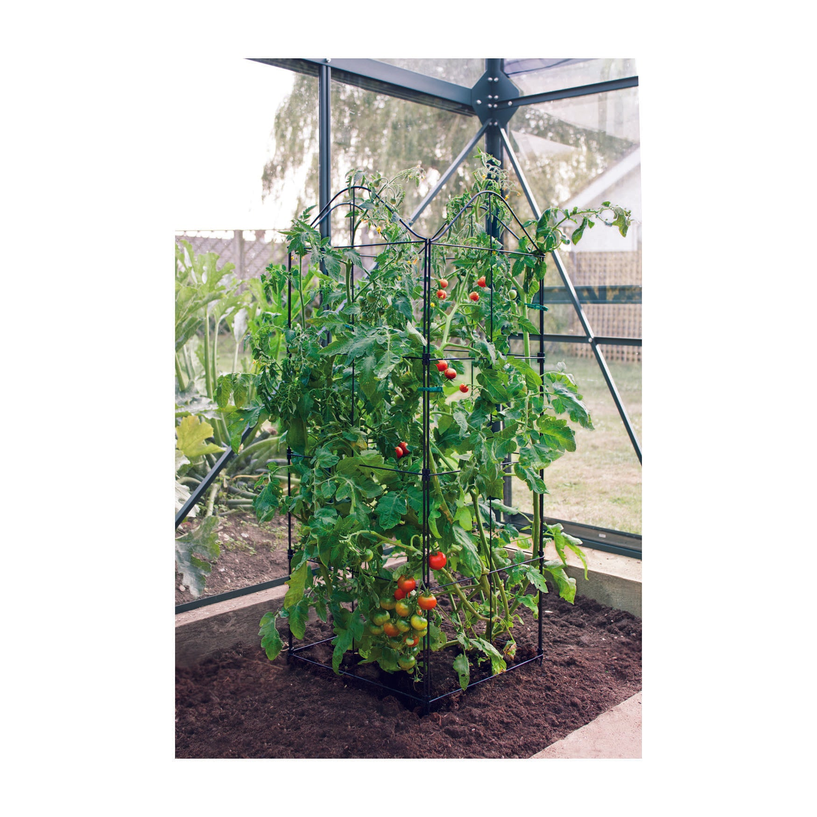 Plant support frame with tomatoes.