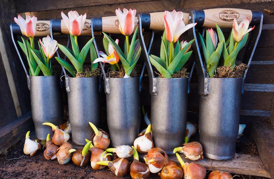 How to Plant Spring-Blooming Bulbs this Fall
