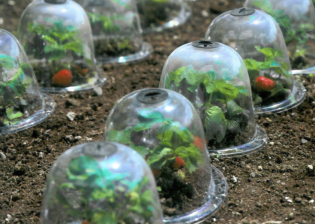 December Garden Checklist - Garden Your Way 