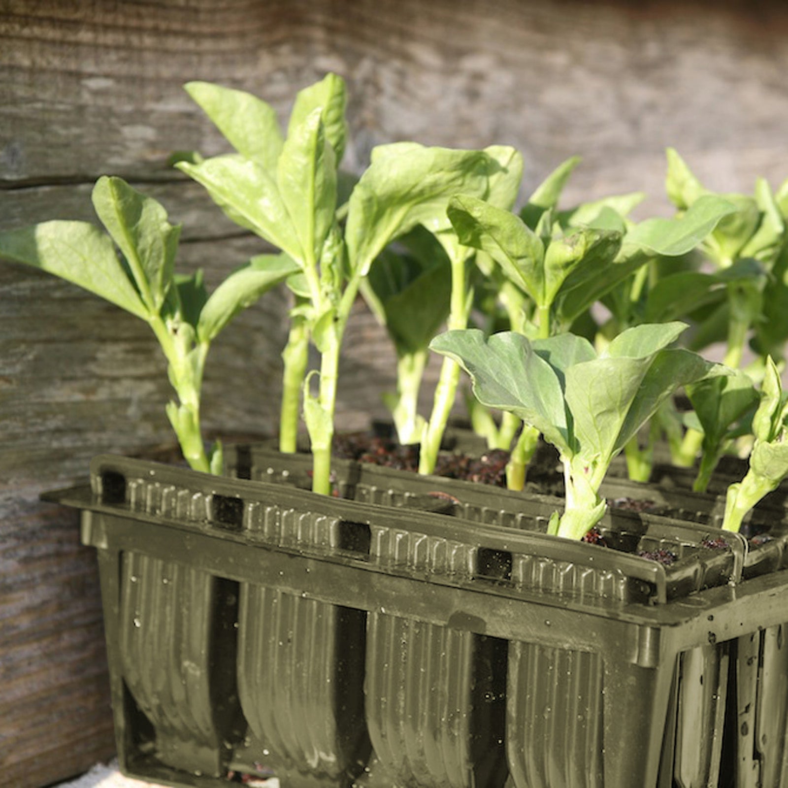 2026 Trends for Gardeners (of ALL Skill Sets)