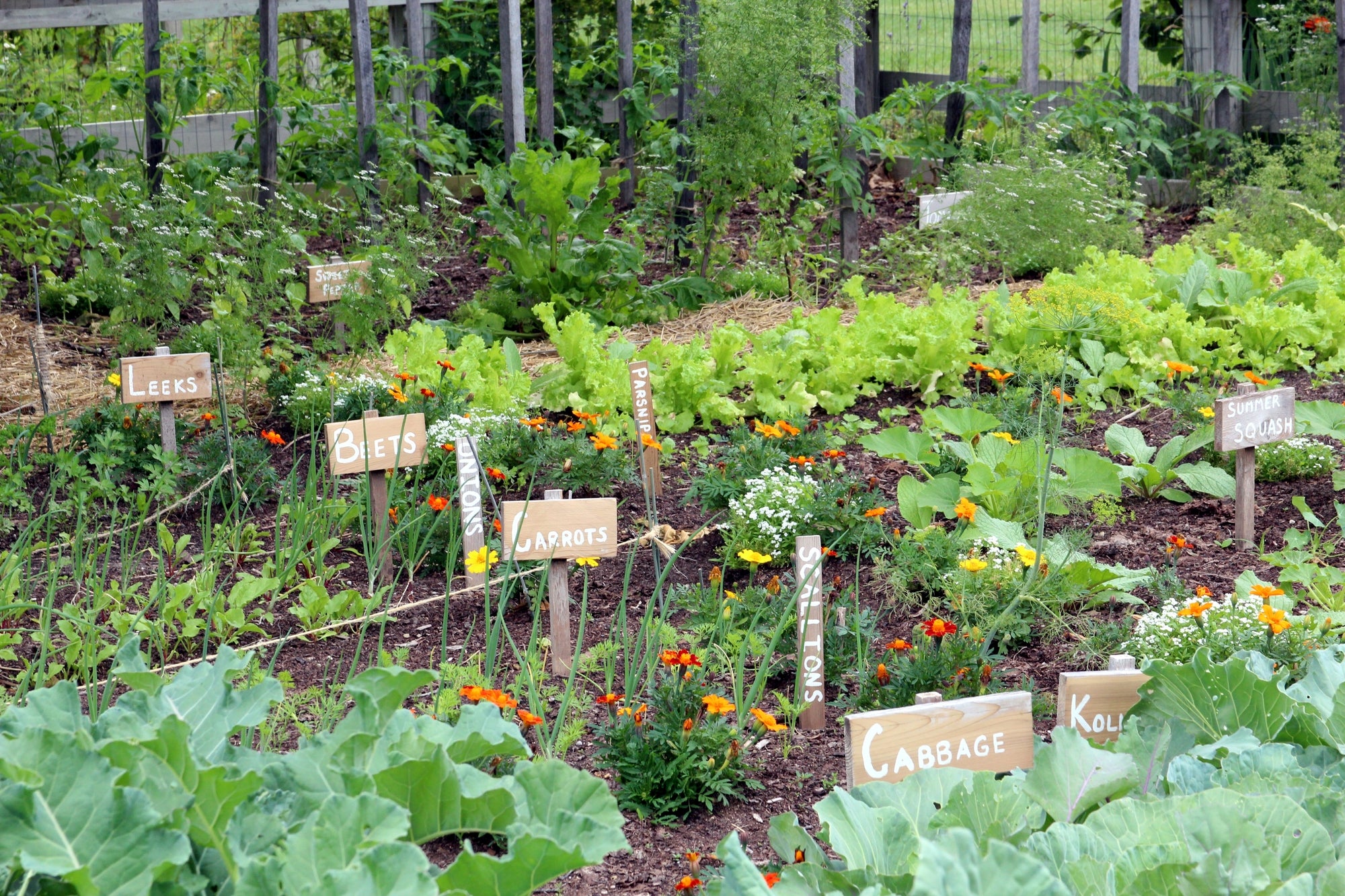 Vegetable Gardening - What to Plant in July