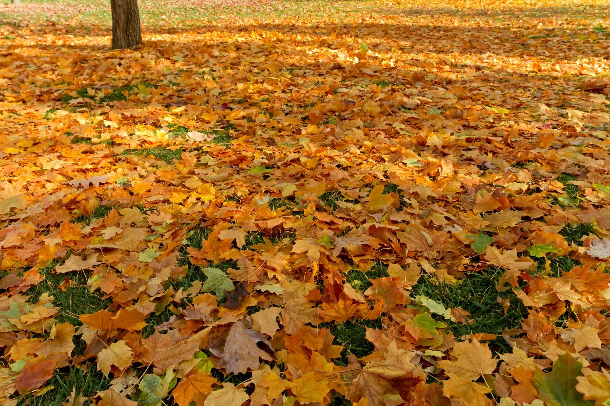 10 Fall Lawn & Garden Must-Do’s