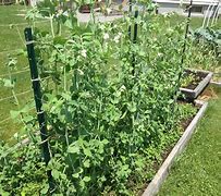 How do you grow the best pea plants? - Garden Your Way 