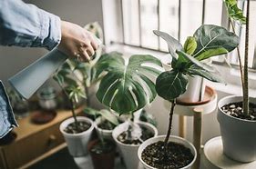 How should you take care of your plants if gone for extended period of time? - Garden Your Way 