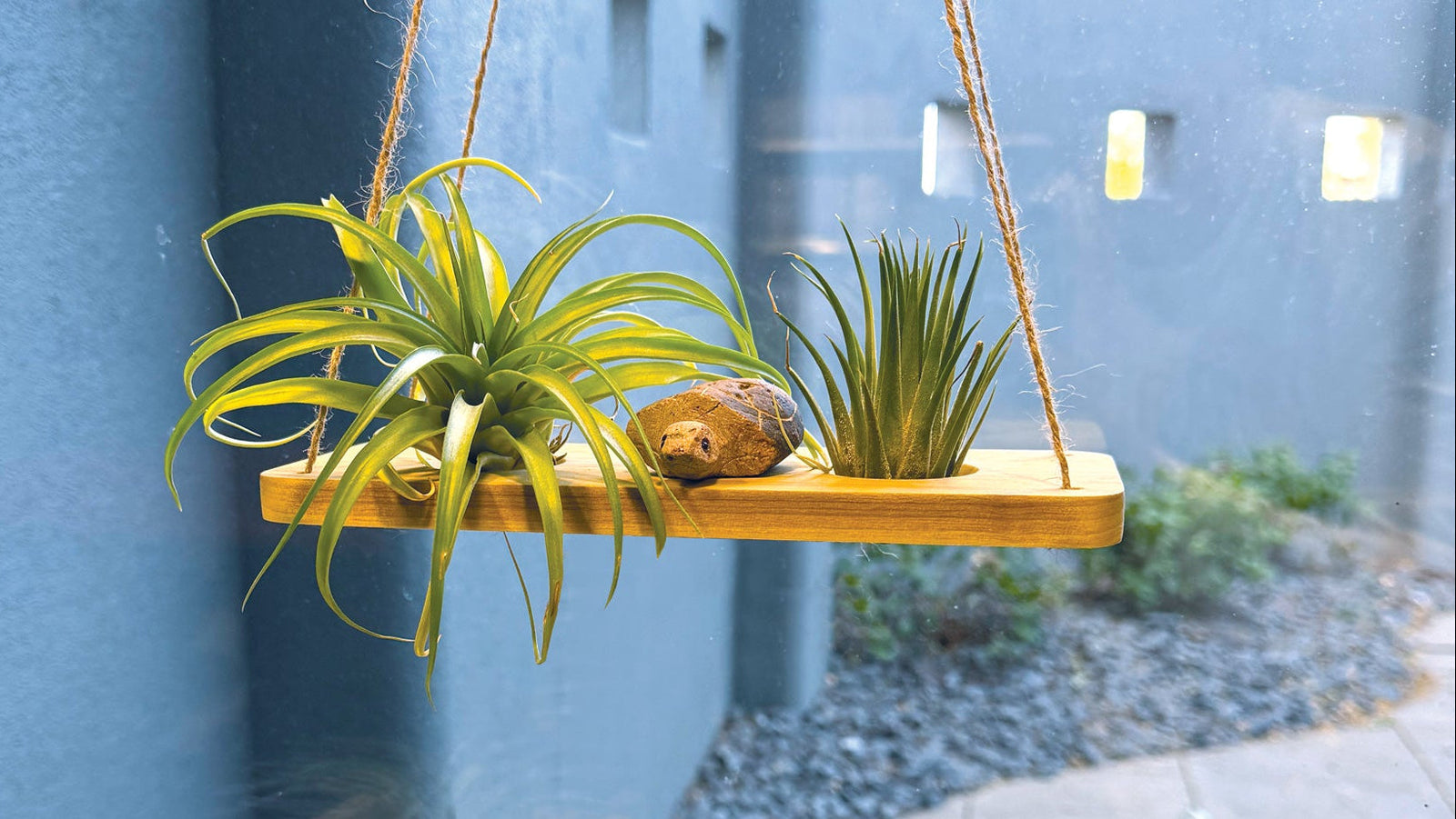 Air Plant Stands