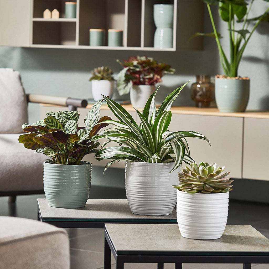 Indoor Plant Pots & Hangers - Garden Your Way 