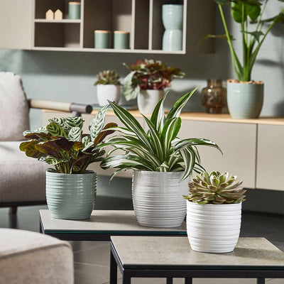 Modern Indoor Ceramic Pots to Elevate Your Space | Garden Your Way ...