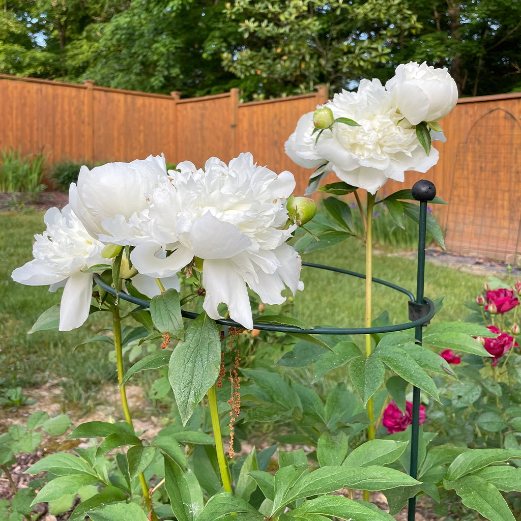 Plant Garden Stakes & Supports - Garden Your Way 