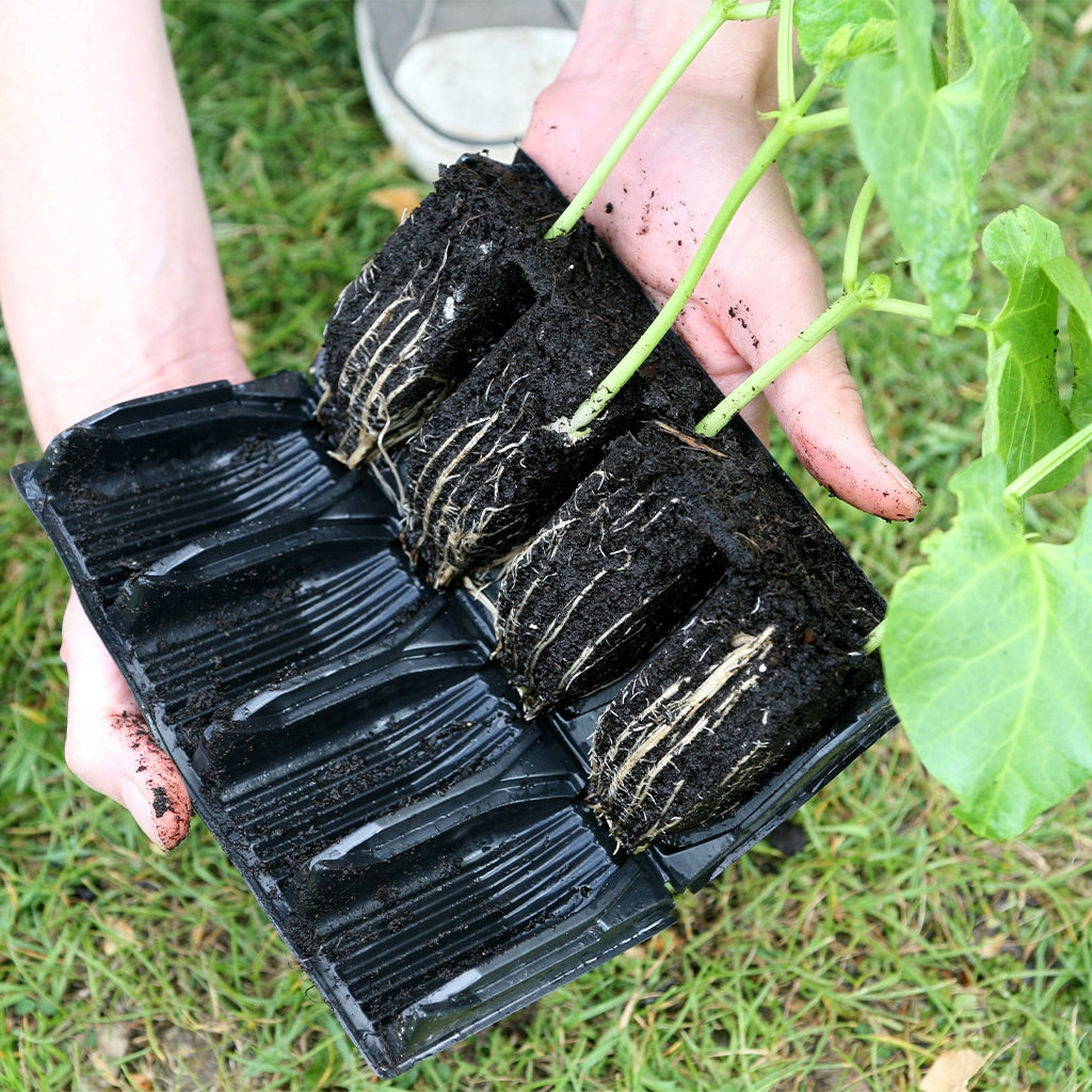 A Haxnicks Rootrainer is opened up to reveal the tamed plant root starts neatly growing vertically in the root training form. 