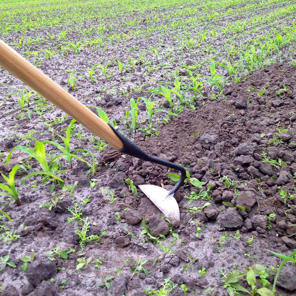 Long handle garden hoe removing a weed from a large garden.