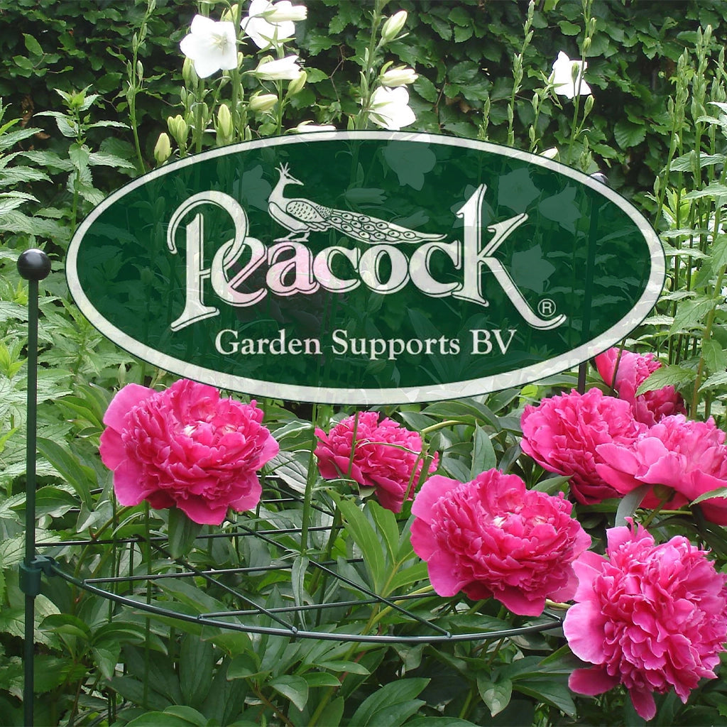 Peacock Supports - Garden Your Way 