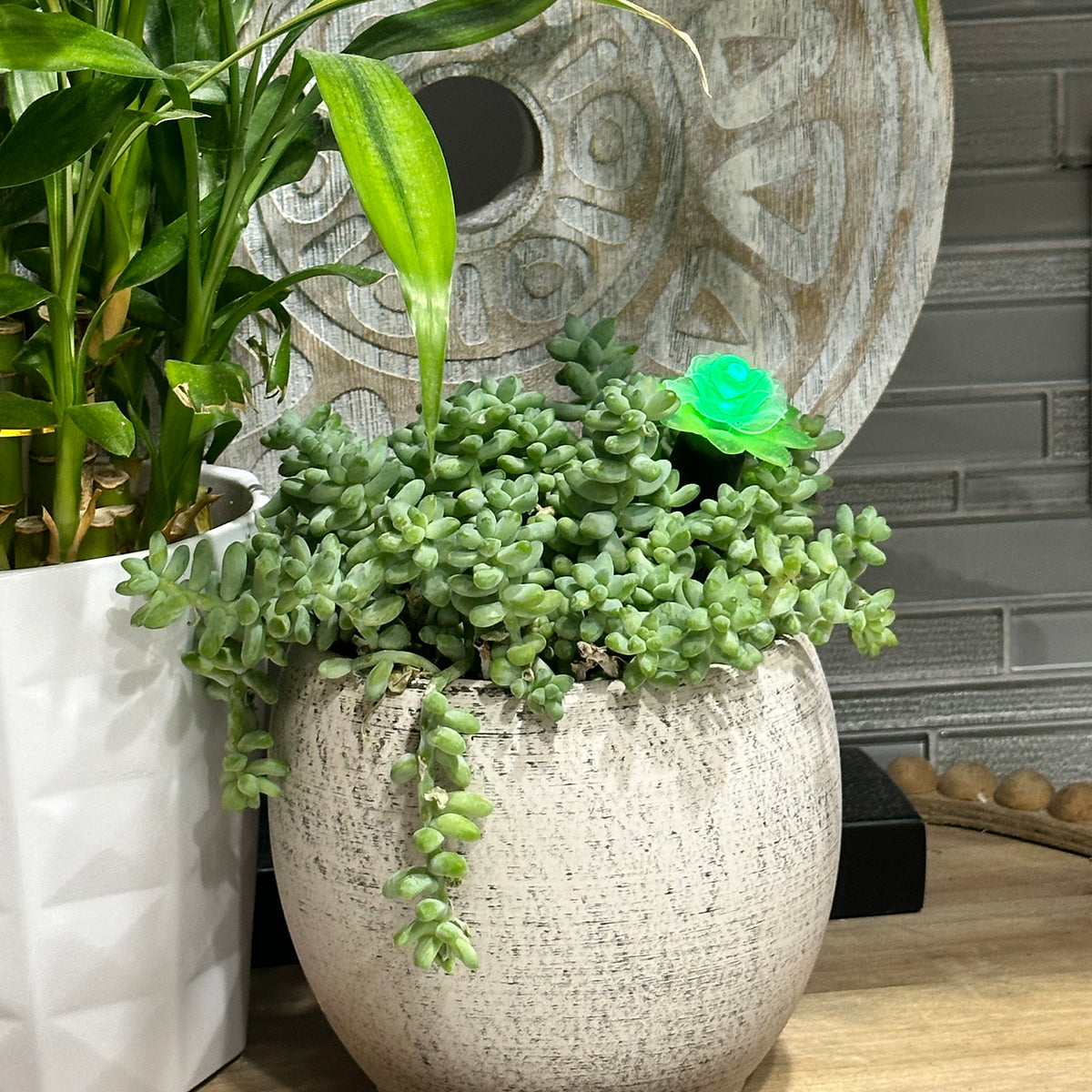 Plant Alarm, 8"L, Red/Green Moisture Level Indicator