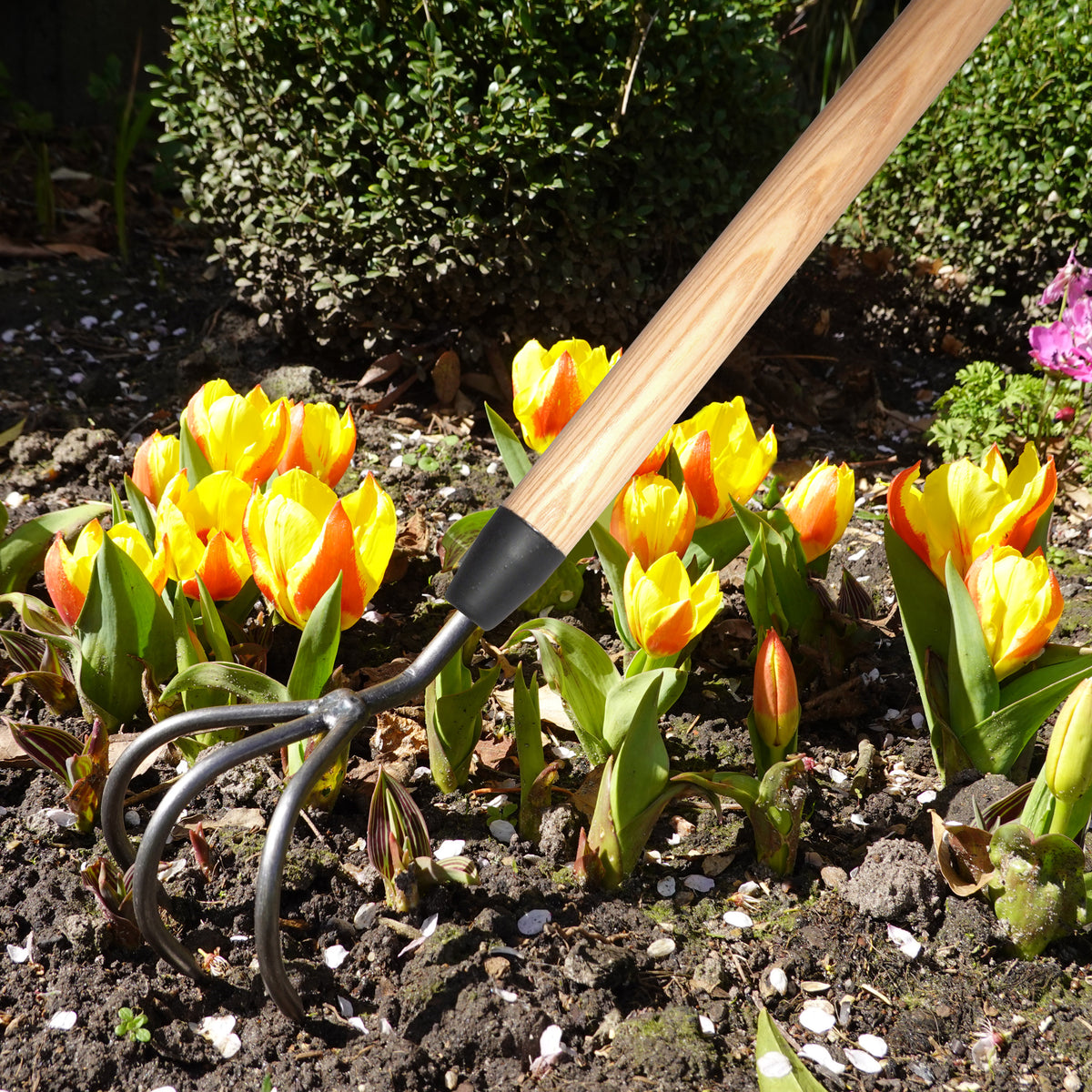 DeWit Long Handle 3-Tine Cultivator, Head: 3"L x 3"W Total: 60"L