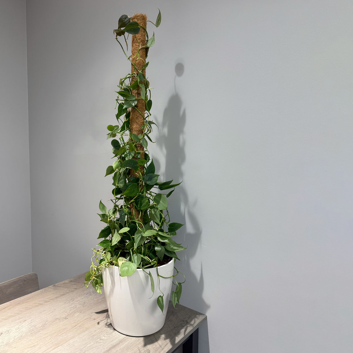 10" Cream Round Bamboo Self-Watering Indoor/Outdoor Plant Pot