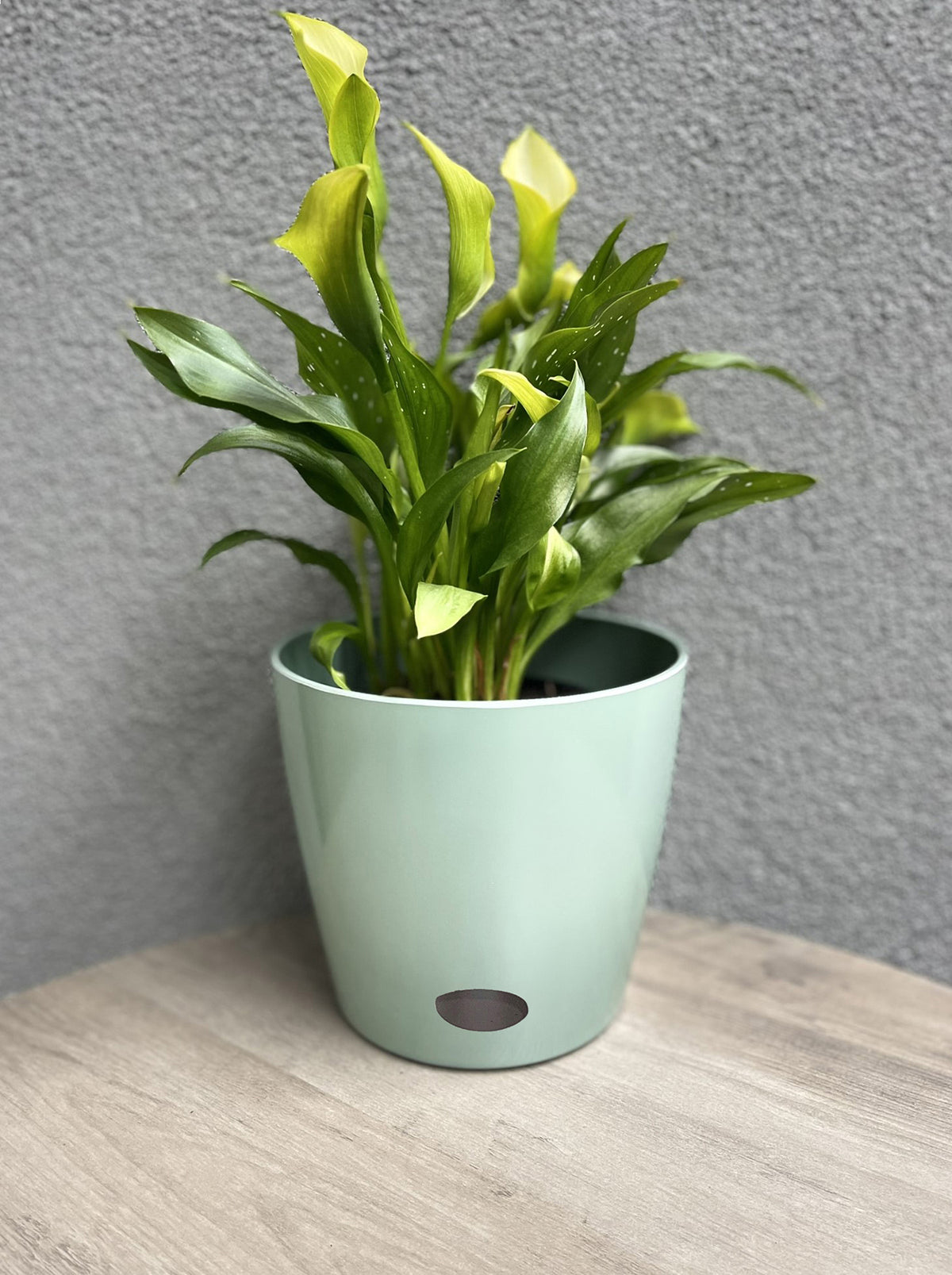 Self-Watering Plant Pot Set of 2, 5" Green Flower & 7" Sage Green