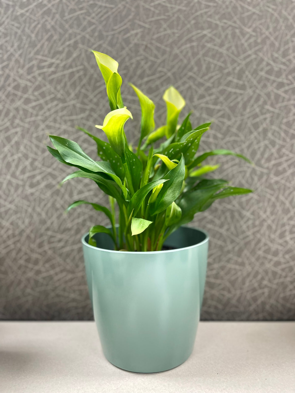 Self-Watering Plant Pot Set of 2, 5" Green Flower & 7" Sage Green