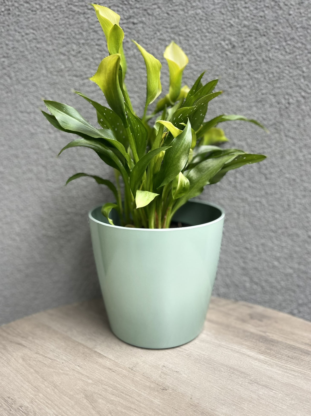 Self-Watering Plant Pot Set of 2, 5" Green Flower & 7" Sage Green