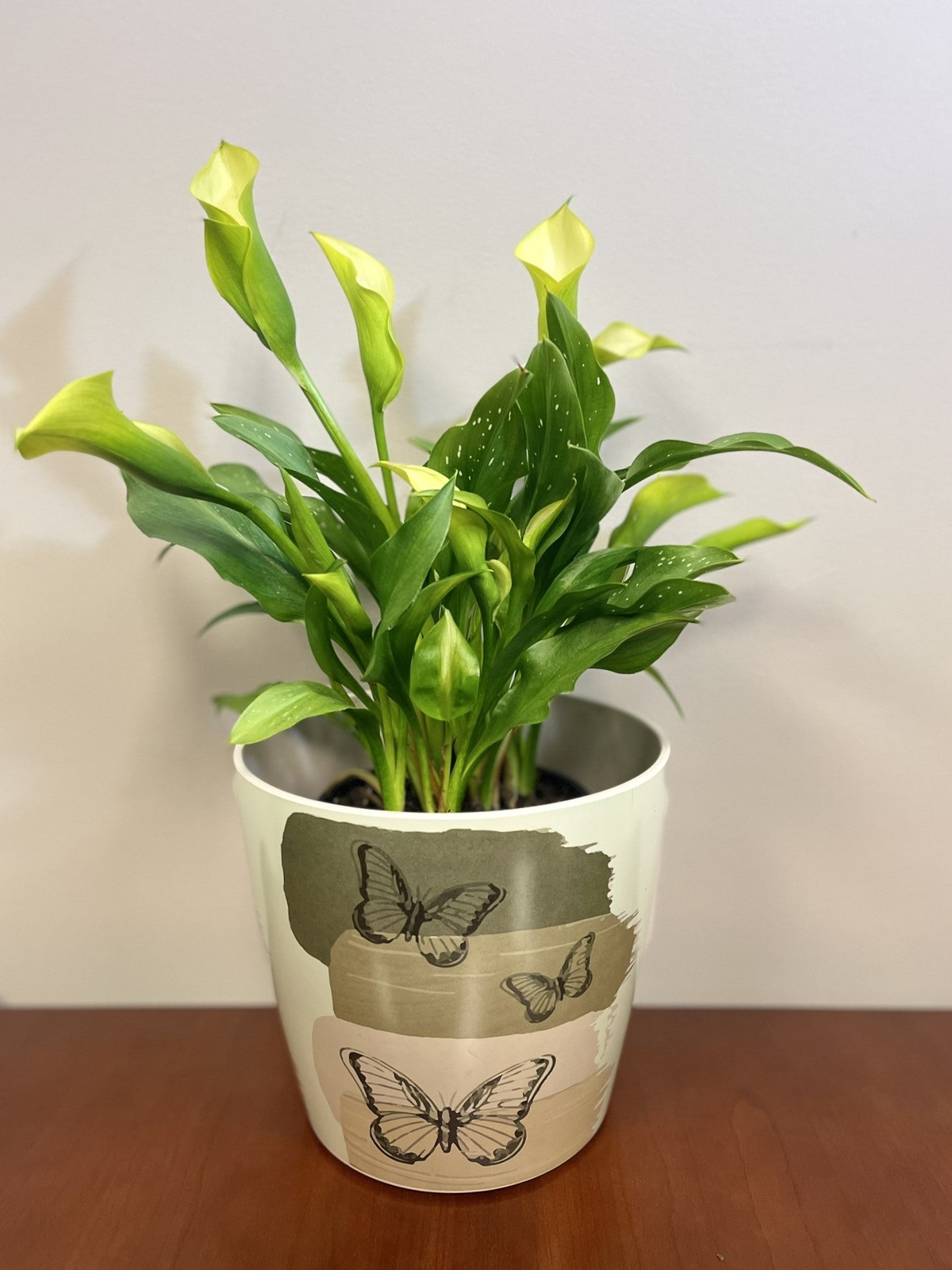 7" butterfly round bamboo self-watering plant pot with greenery, eco-friendly and biodegradable.