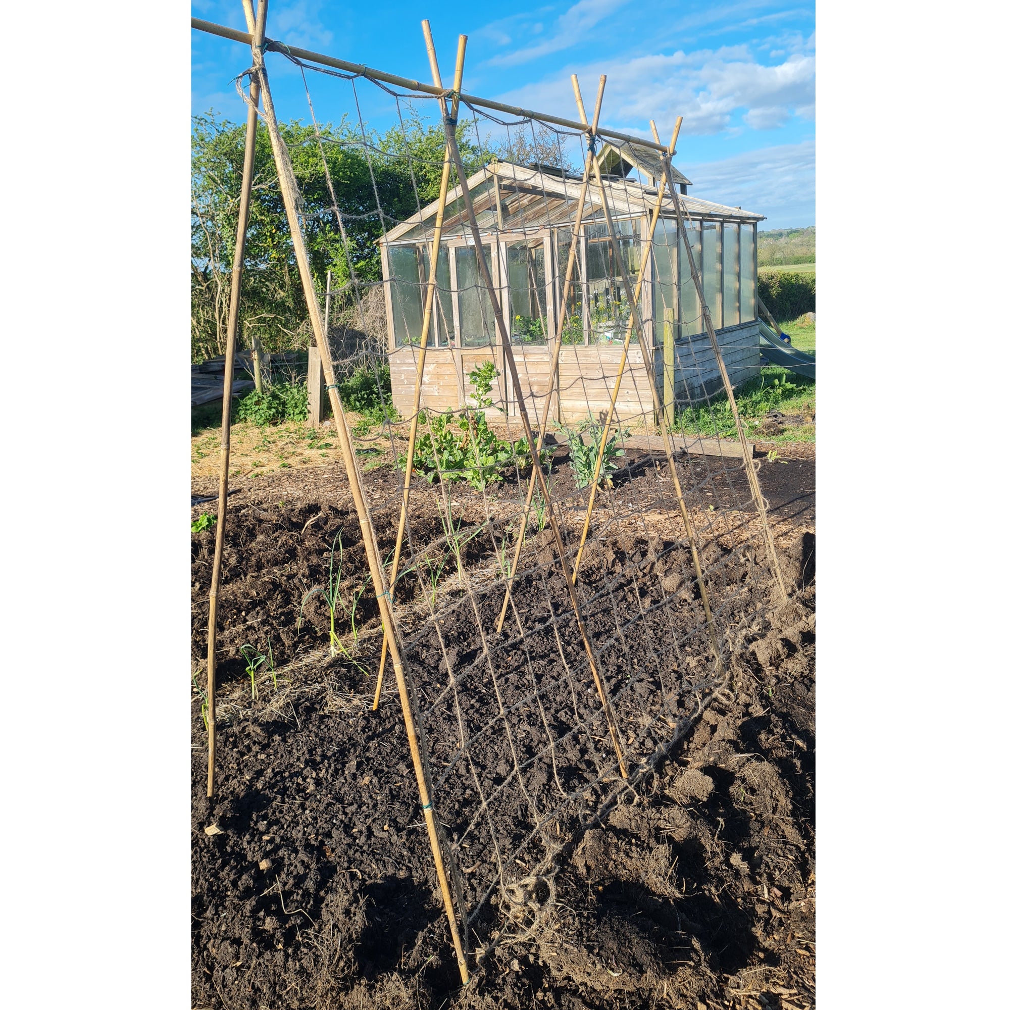 plant support trellis net Jute Pea & Bean Netting – Natural Plant Support for Climbing Vegetables & Flowers (6ft x 6ft, 4in Grid)