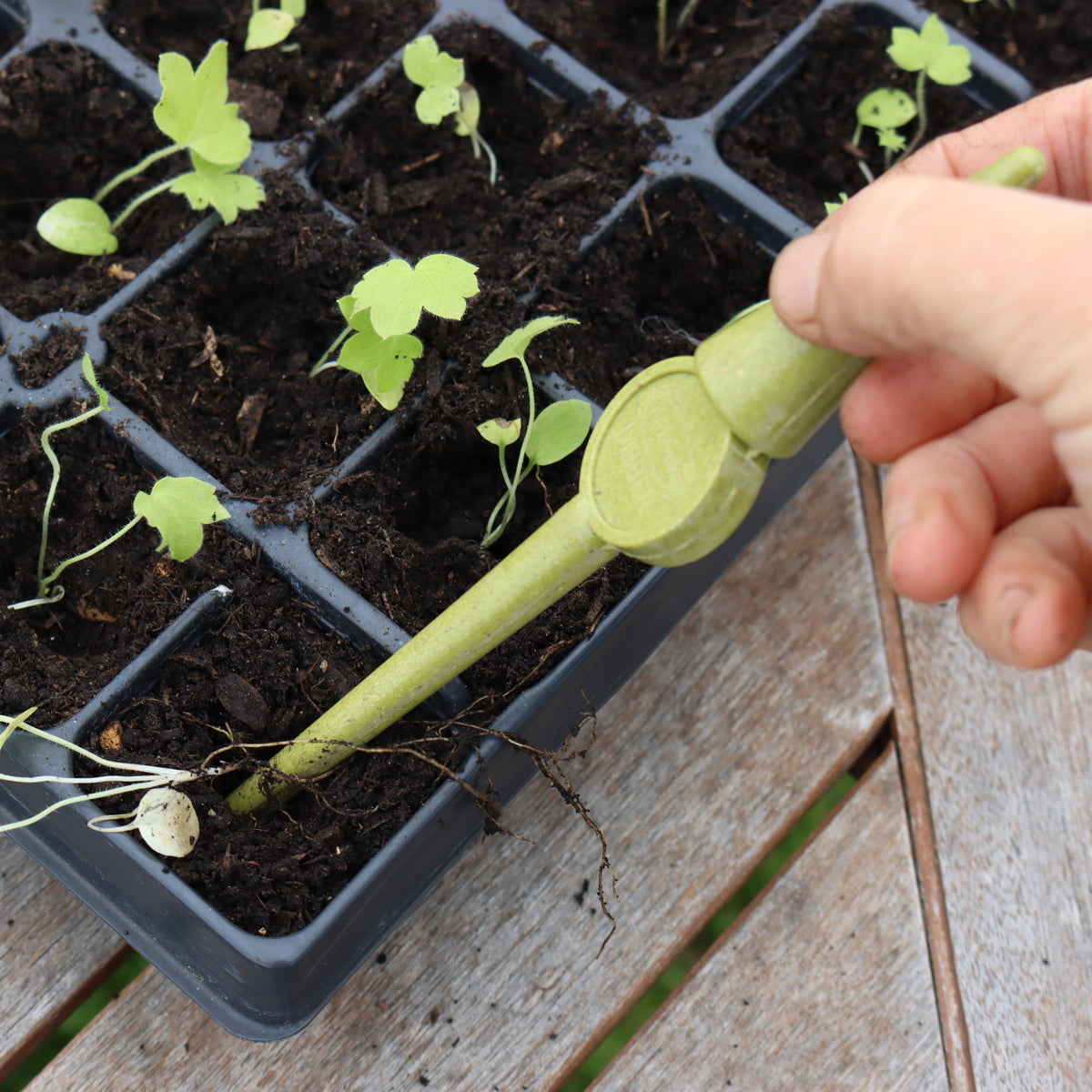 Haxnicks Bamboo Widger & Dibber Set