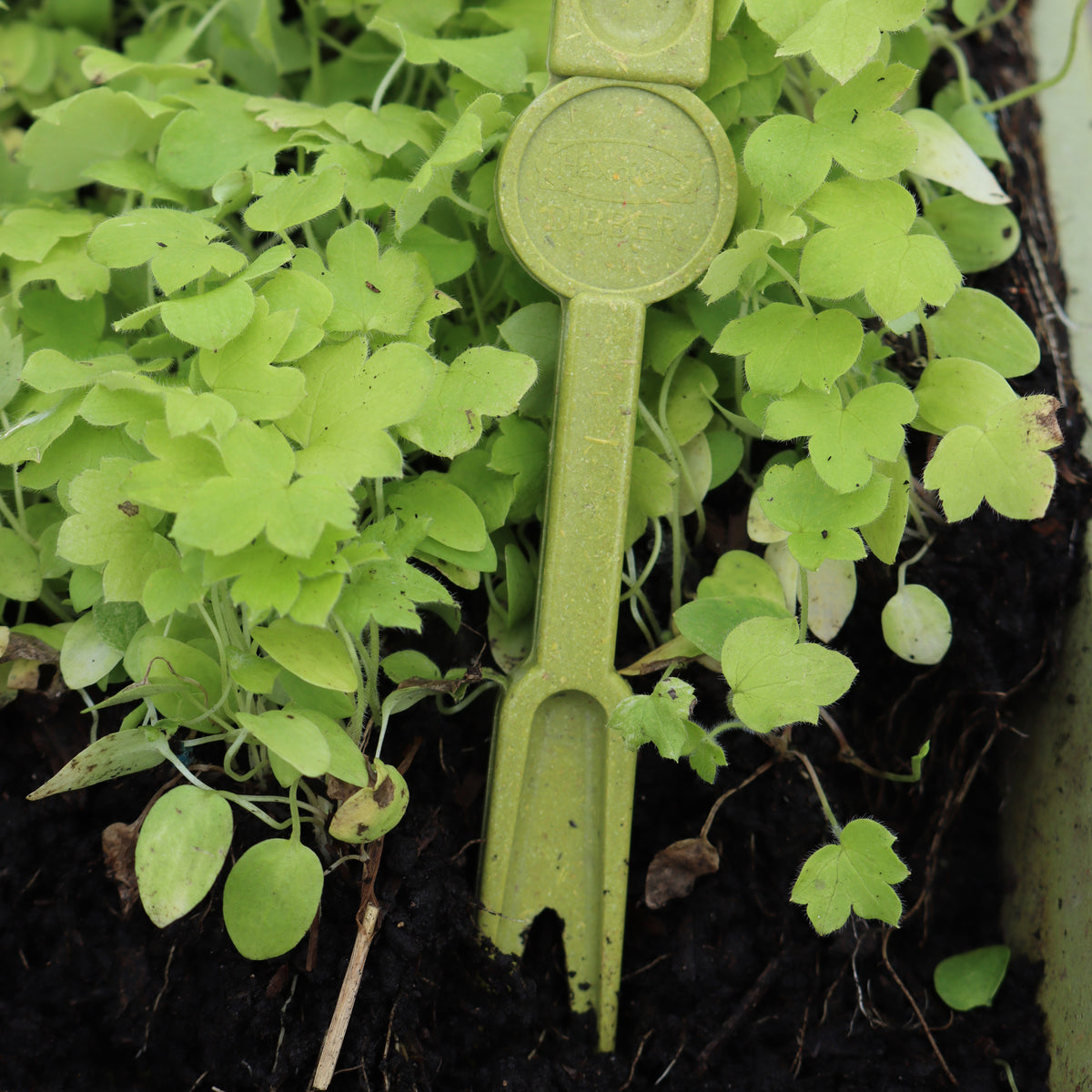 Haxnicks Bamboo Widger & Dibber Set