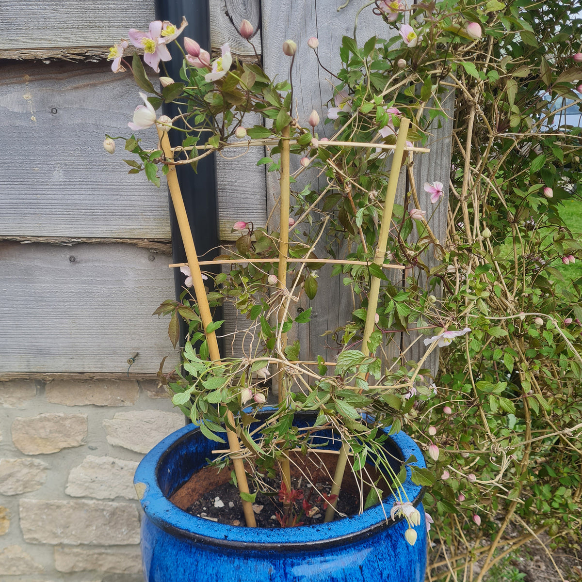 Bamboo Fan Trellis Plant Support – 2ft / 3ft / 4ft – 3 Pack