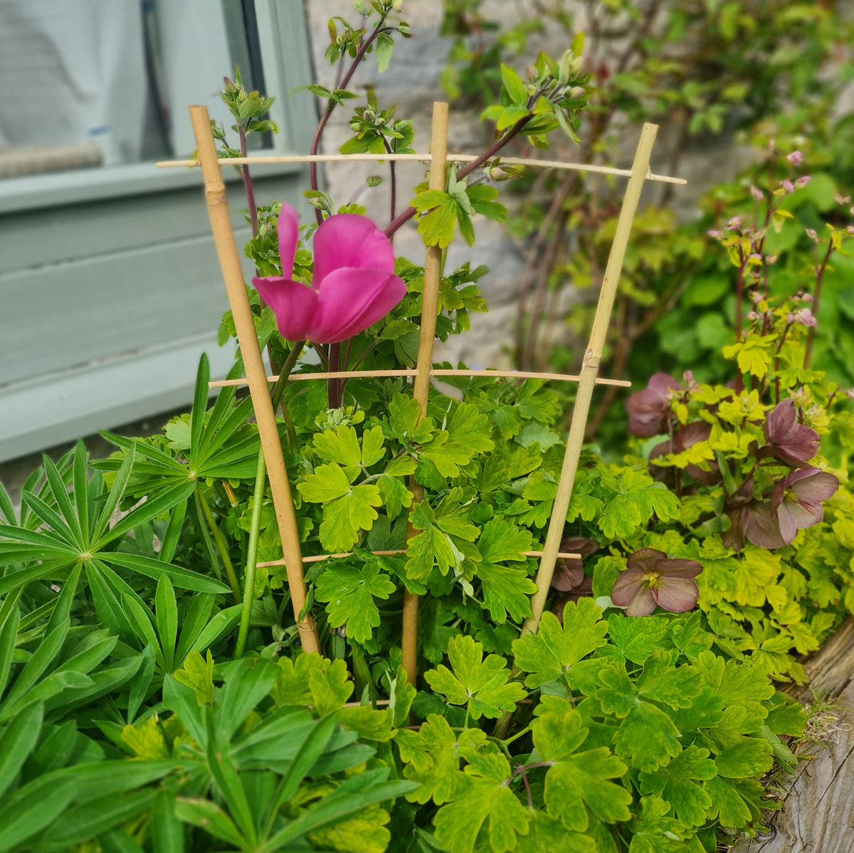 Bamboo Fan Trellis Plant Support – 2ft / 3ft / 4ft – 3 Pack