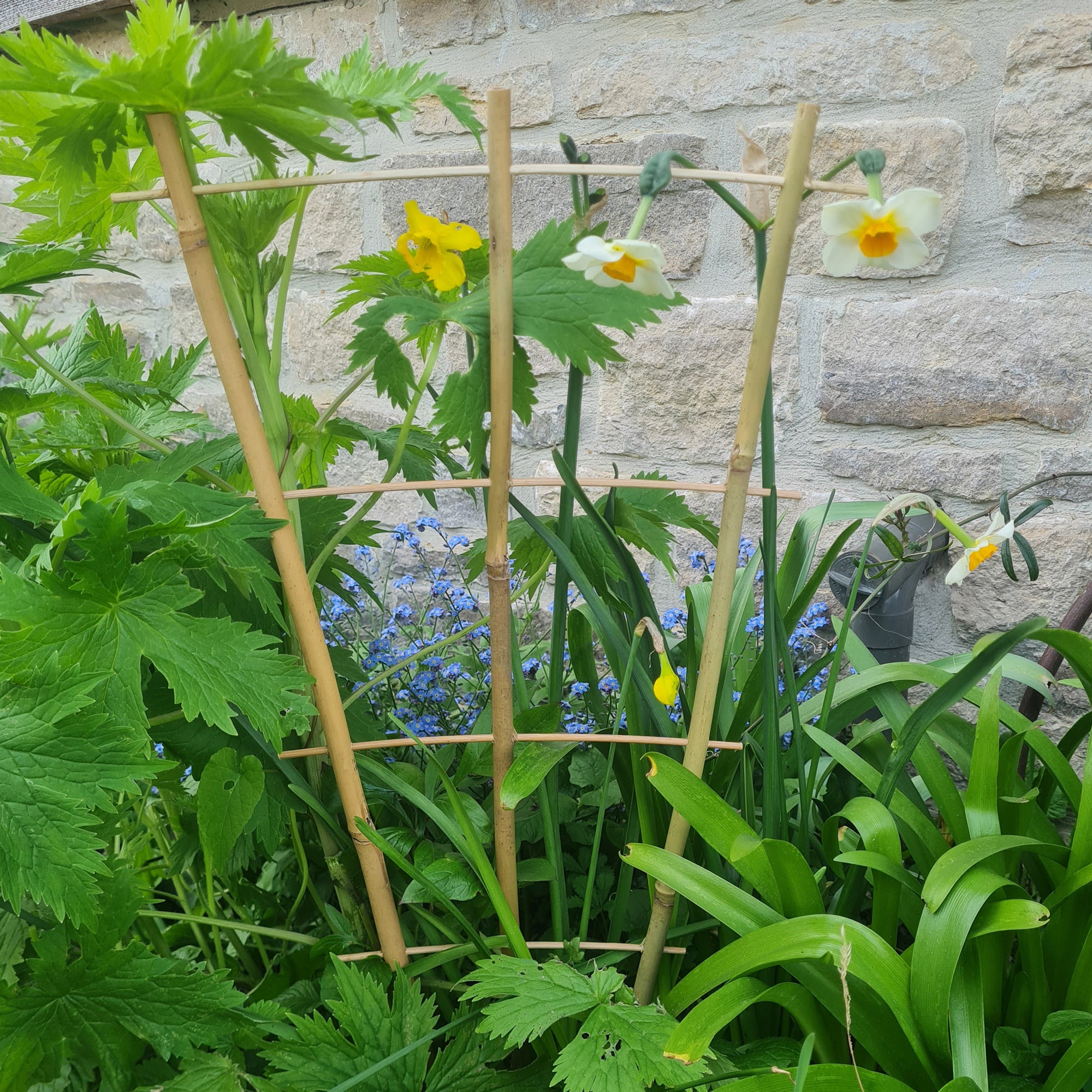 trellis for plant support Bamboo Fan Trellis – Eco-Friendly Plant Support for Vines & Flowers (3-Pack)