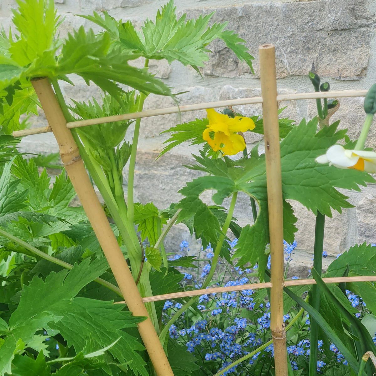 Bamboo Fan Trellis Plant Support – 2ft / 3ft / 4ft – 3 Pack