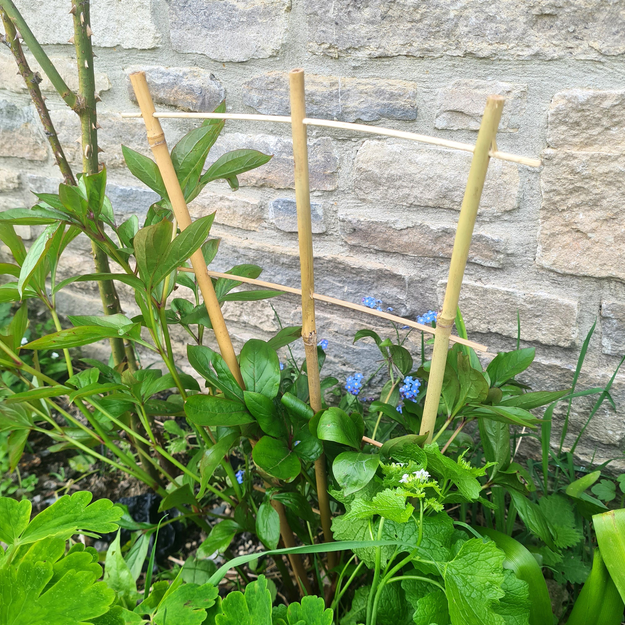 bamboo trellis for potted plants Bamboo Fan Trellis – Eco-Friendly Plant Support for Vines & Flowers (3-Pack)