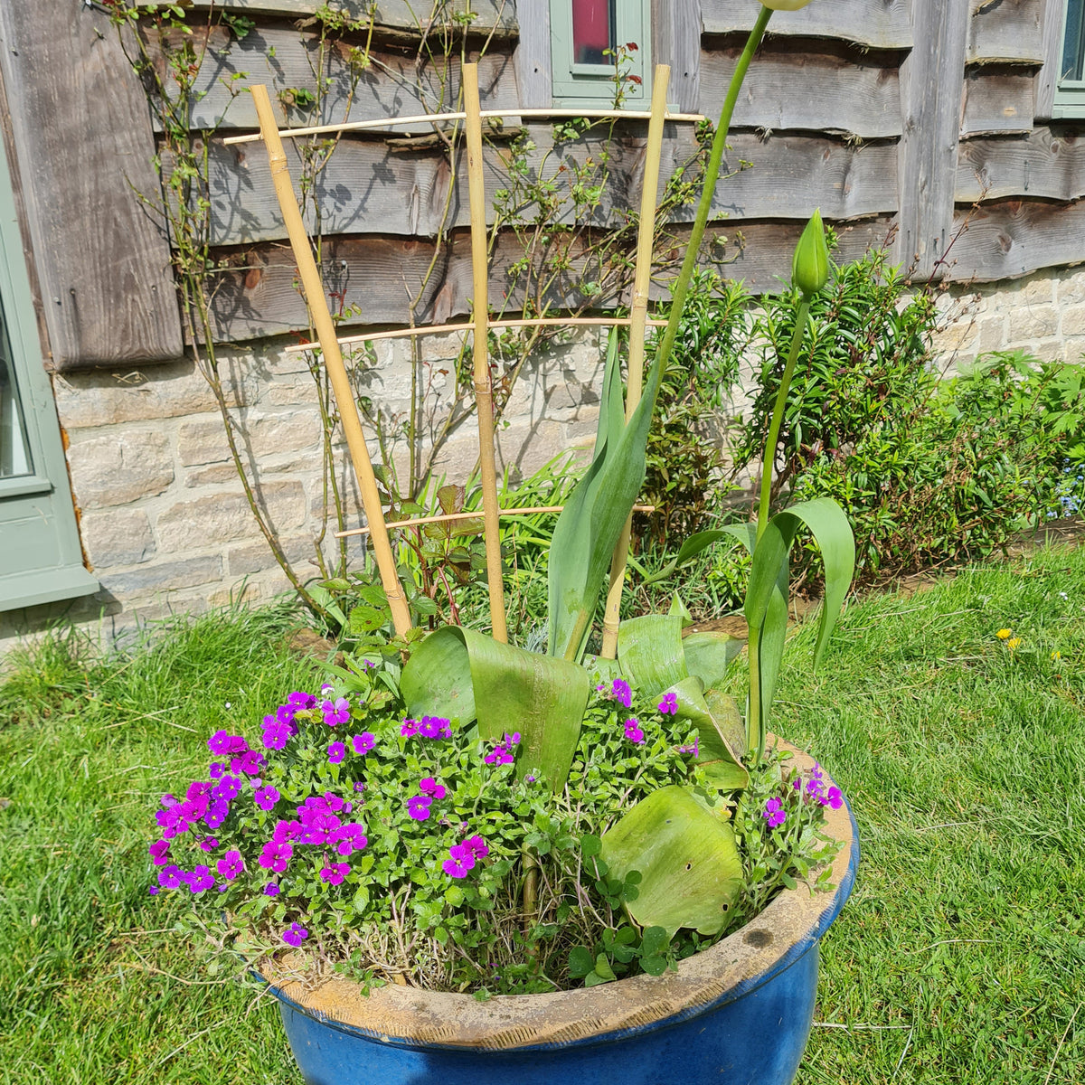 Bamboo Fan Trellis Plant Support – 2ft / 3ft / 4ft – 3 Pack