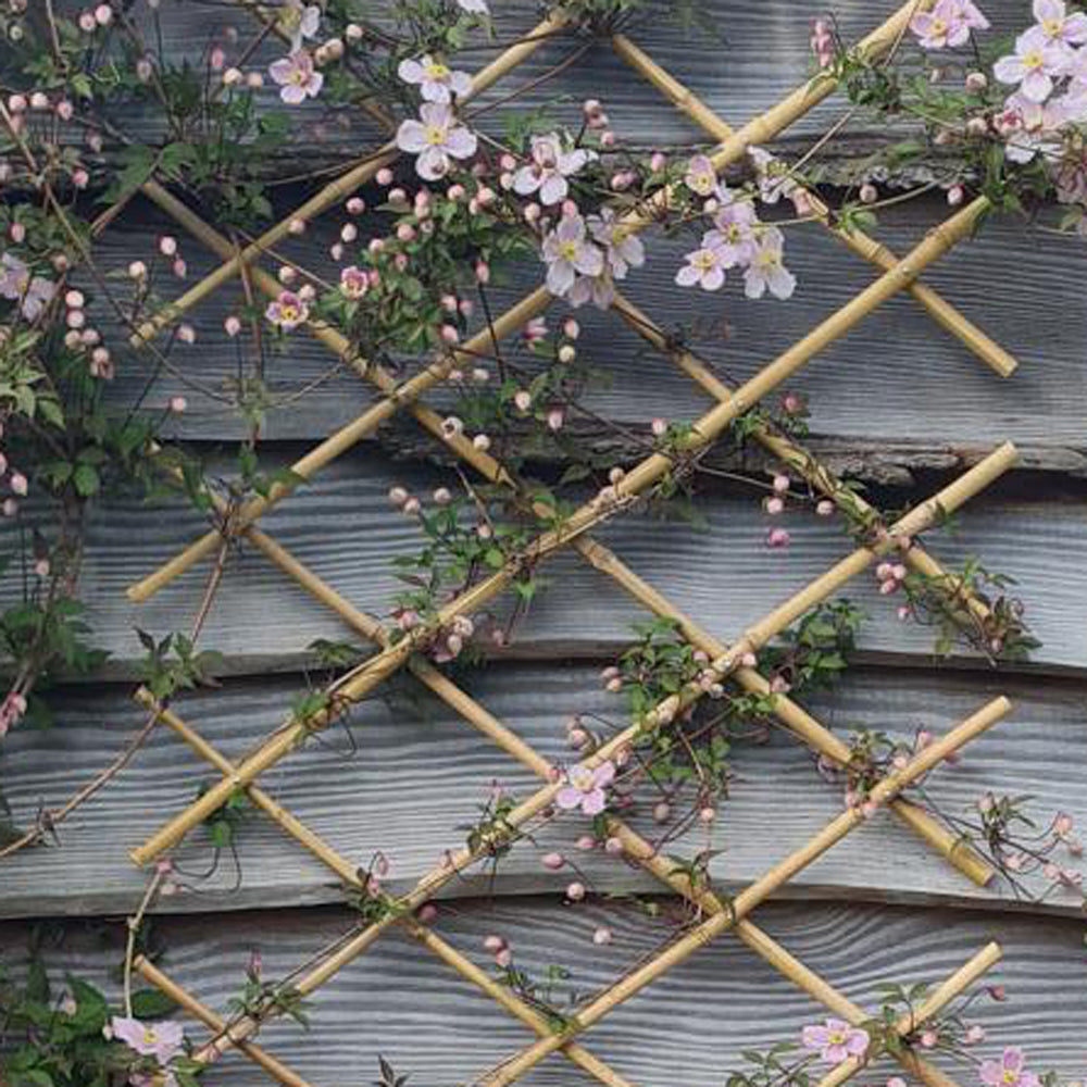 expandable plant trellis Bamboo Expanding Trellis – Eco-Friendly Adjustable Plant Support