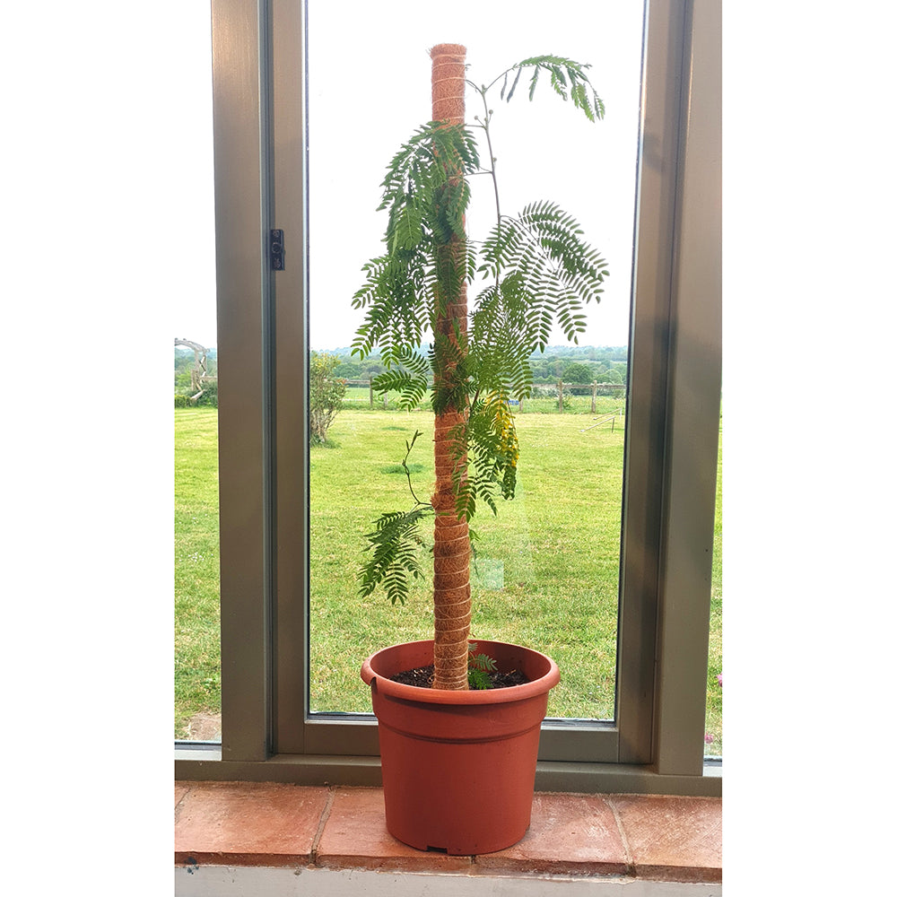 plant support indoor Coco Pole 36" – Natural Coconut Fiber Plant Support for Monstera, Pothos & Climbing Plants