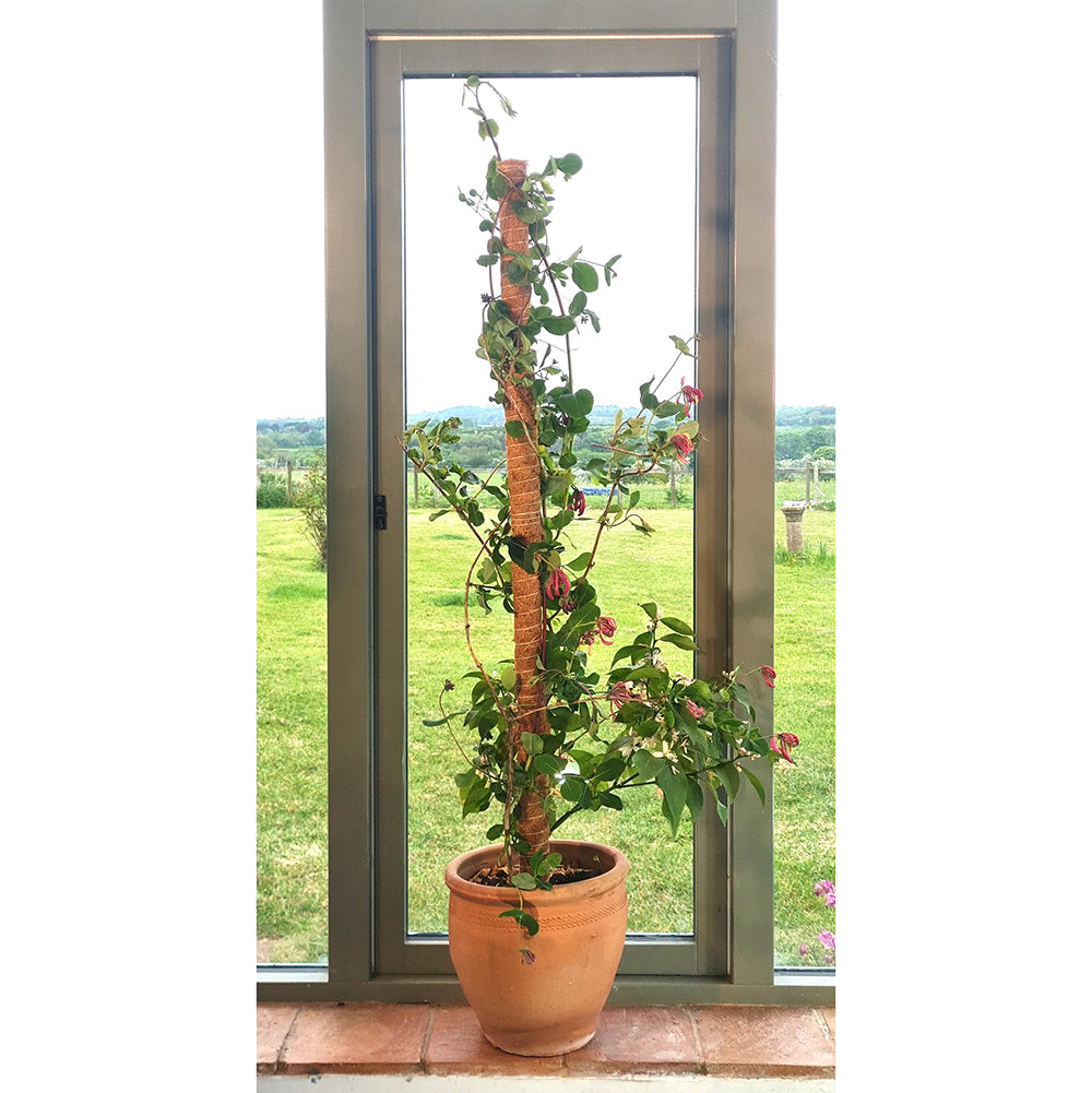 coco coir pole for monstera Coco Pole 48" – Natural Coconut Fiber Plant Support for Monstera, Pothos & Climbing Plants