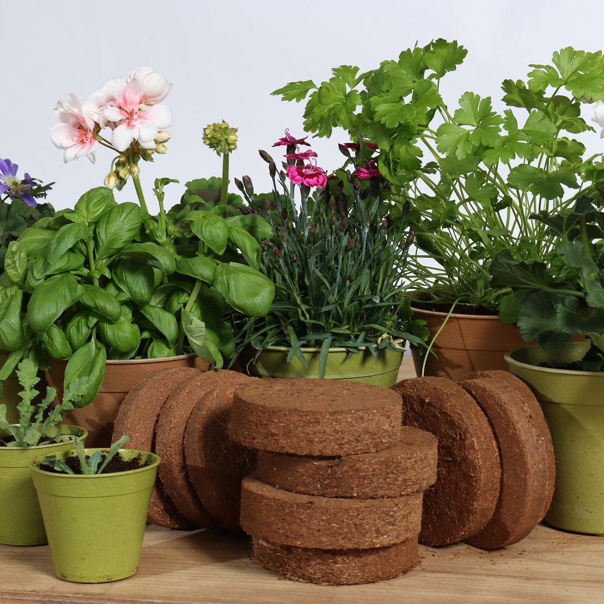 plant pot discs Dallas Esprit Indoor Ceramic Pottery Kit