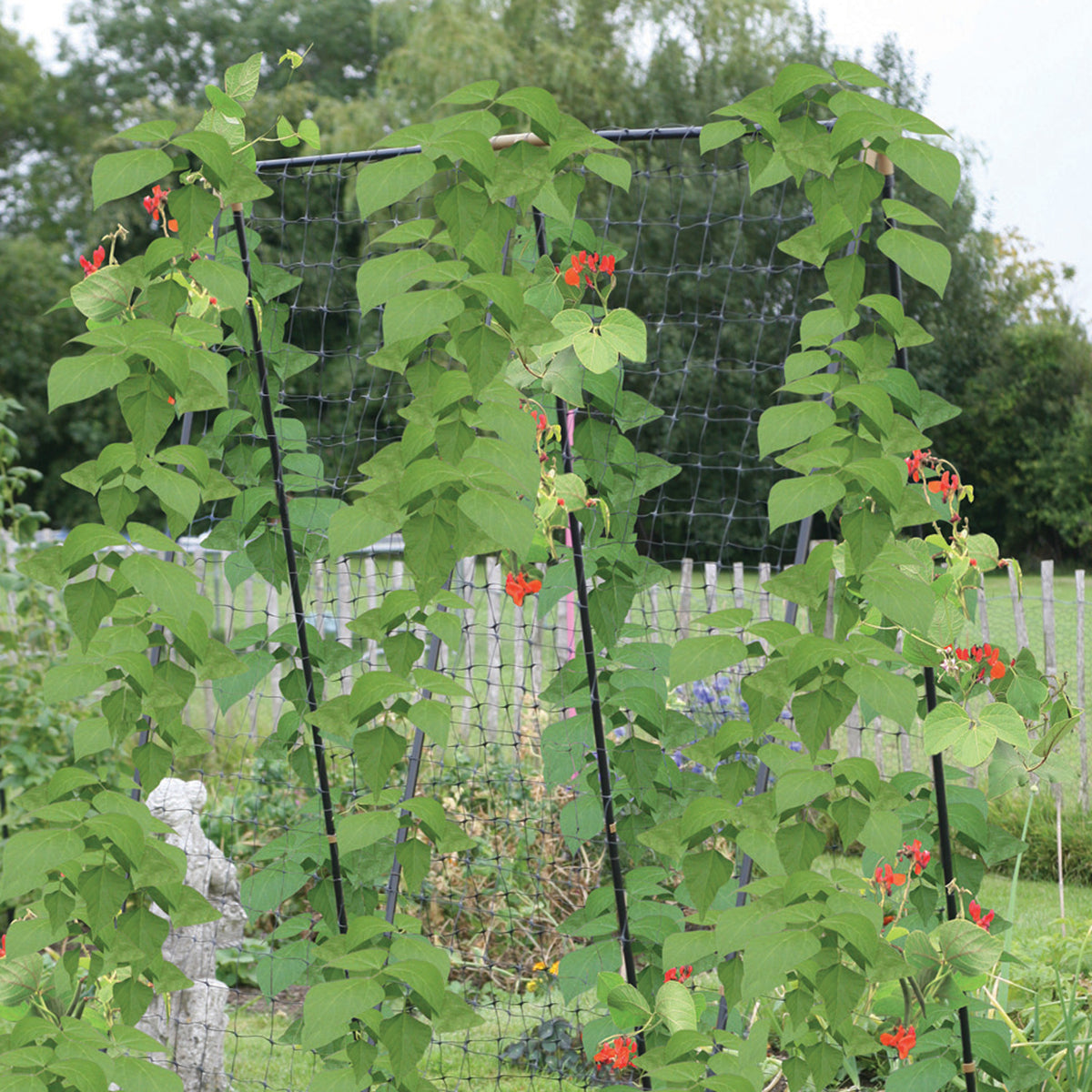 Haxnicks Pea & Bean Steel Growing Frame with Climbing Plant Netting