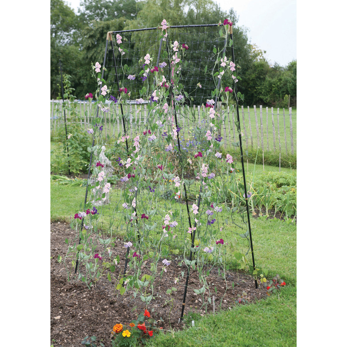 Haxnicks Pea & Bean Steel Growing Frame with Climbing Plant Netting