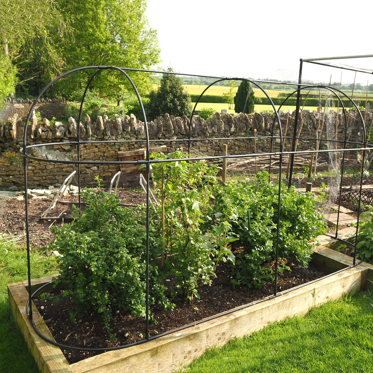 Haxnicks Long Fruit Cage – Steel Frame & Mesh Garden Plant Protection
