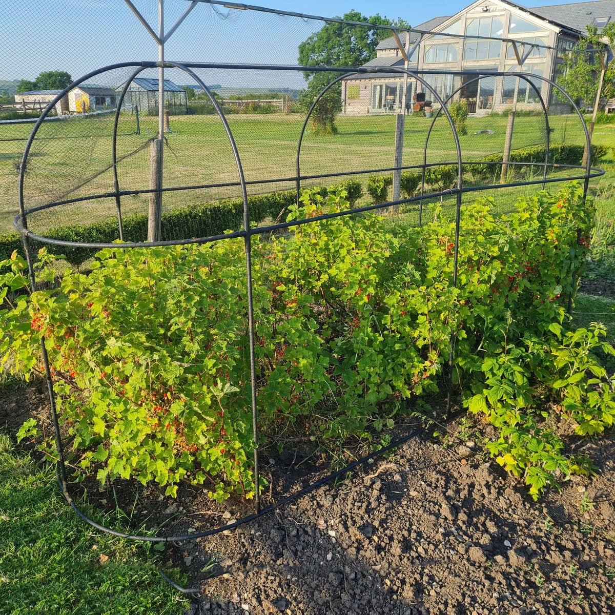 Haxnicks Long Fruit Cage – Steel Frame & Mesh Garden Plant Protection