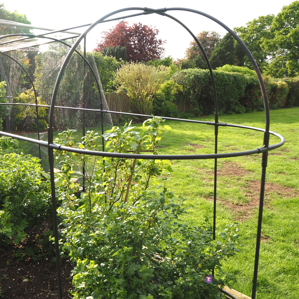 Haxnicks Long Fruit Cage – Steel Frame & Mesh Garden Plant Protection