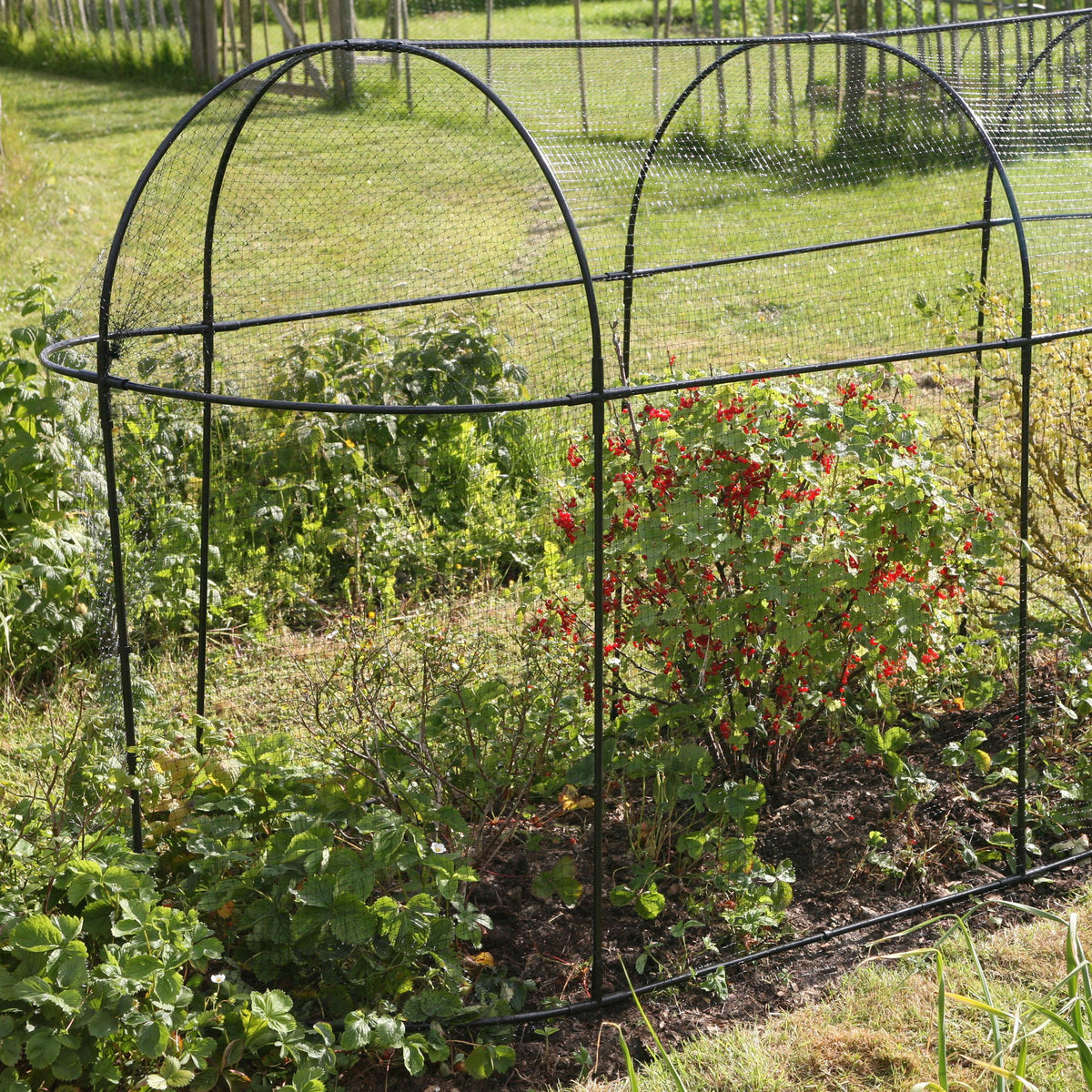 Haxnicks Long Fruit Cage – Steel Frame & Mesh Garden Plant Protection